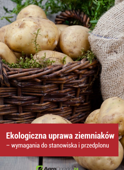 Pobierz e-book: Ekologiczna uprawa ziemniaków – wymagania do stanowiska i przedplonu