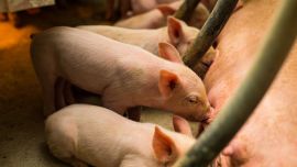 Inseminacja świń - czy się opłaca