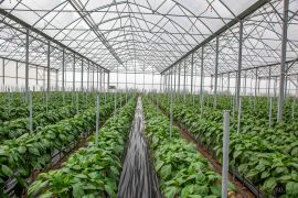 Papryka pod osłonami – nawożenie i biostymulacja dla wysokiej jakości plonów (Amagro)