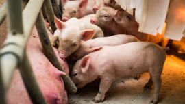 Aminokwasy w żywieniu świń - idealna pasza
