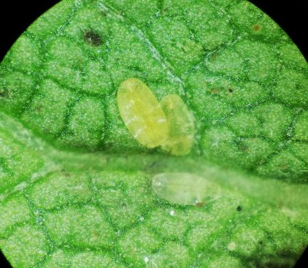larwy misecznika na liściu. M (1)