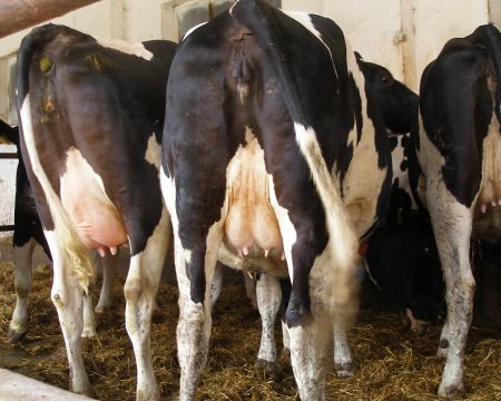 Poporodowa opuchlizna wymienia u krów - u jałowic obrzęki wymienia mogą się tworzyć już w 6.-7. miesiącu ciąży