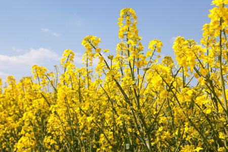 Kwitnienie rzepaku - skuteczna ochrona (źródło: INNVIGO)