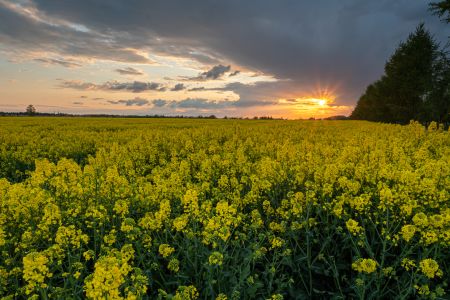 Kwitnące międzyplony gorczyca biała