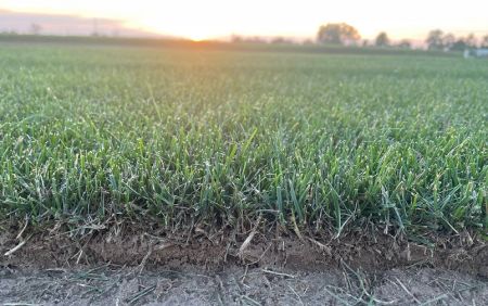 Najczęstsze błędy przy układaniu trawy z rolki 