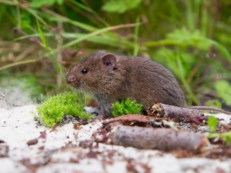 Zdjęcie1_Nornik polny (Microtus arvalis)