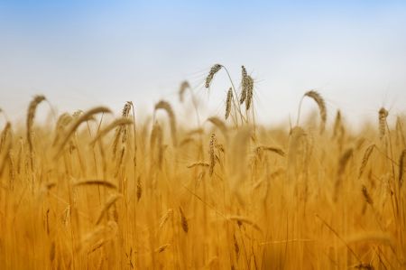 zmiany w dopłatach do pszenicy i kukurydzy 