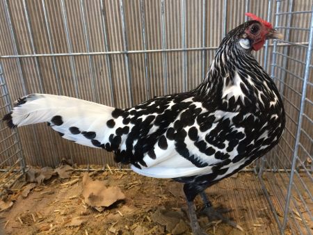 Hodowla kur ozdobnych