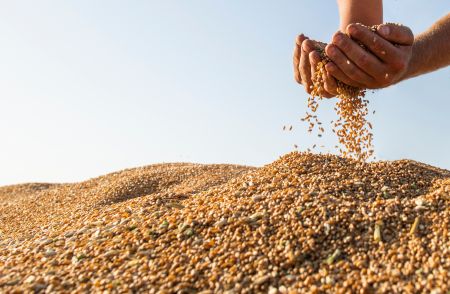 ile kosztule zboże w sierpniu 2025